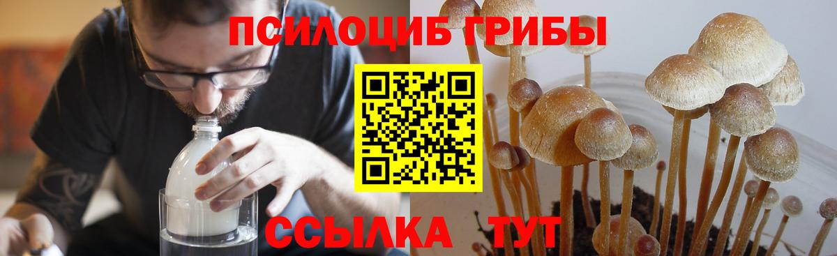 Псилоцибиновые грибы мицелий Унеча
